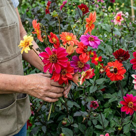 Bishops Children, Dahlia Seeds